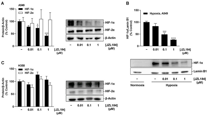 Effect of JZL184 on hypoxia-induced HIF-1α and HIF-2α protein expression in A549 (A) or H358 cells (C) or in nuclear extracts of A549 cells (B). Under hypoxic conditions, A549 and H358 cells were incubated with vehicle or JZL184 for 6 h. Western blot images (A–C) are representative of each experiment. Percentage values given (A–C) refer to vehicle-treated hypoxic A549 or H358 cells, each set to 100%. Data represent mean ± SEM of n = 4 (A,B) or n = 3 (C). * p ≤ 0.05, *** p ≤ 0.001, **** p ≤ 0.0001 vs. vehicle-treated hypoxic cells; one-way ANOVA with Dunnett´s post hoc test.