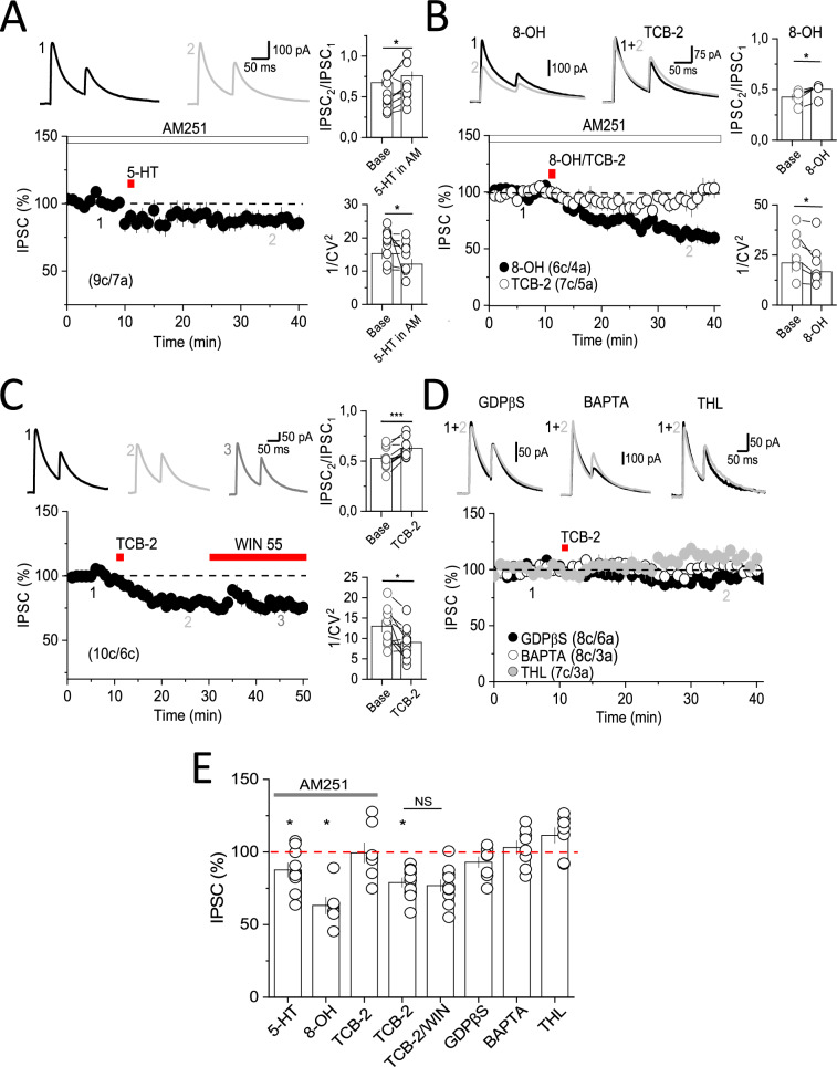 CB1 receptors are required for 5-HT2AR-induced depression of GABA release.A 5-HT-mediated depression of eIPSCs was reduced but not completely eliminated in the presence of the CB1R inverse agonist AM251 (4 µM). The remaining depression was accompanied by changes in PPR and 1/CV2. B Blocking CB1Rs eliminated TCB-2-induced depression of eIPSC, whereas 8-OH DPAT-induced depression of eIPSC was unaffected and was accompanied by changes in PPR and 1/CV2. C CB1R-mediated depression was occluded by previous activation of 5-HT2AR with TCB-2. D TCB-2-mediated depression of eIPSCs was eliminated when PNs were loaded with GDPβS (2 mM), the Ca2+ chelator BAPTA (20 mM), or the endocannabinoid 2-AG production blocker THL (4 µM). E Summary plot showing the effect of all pharmacological manipulations with respect to basal inhibitory transmission. In all panels, data are presented as mean ± SEM, and representative traces taken at times indicated by numbers are shown. The number of cells (c) and animals (a) are indicated in parentheses. *P < 0.05, ***P < 0.001. NS not significant.