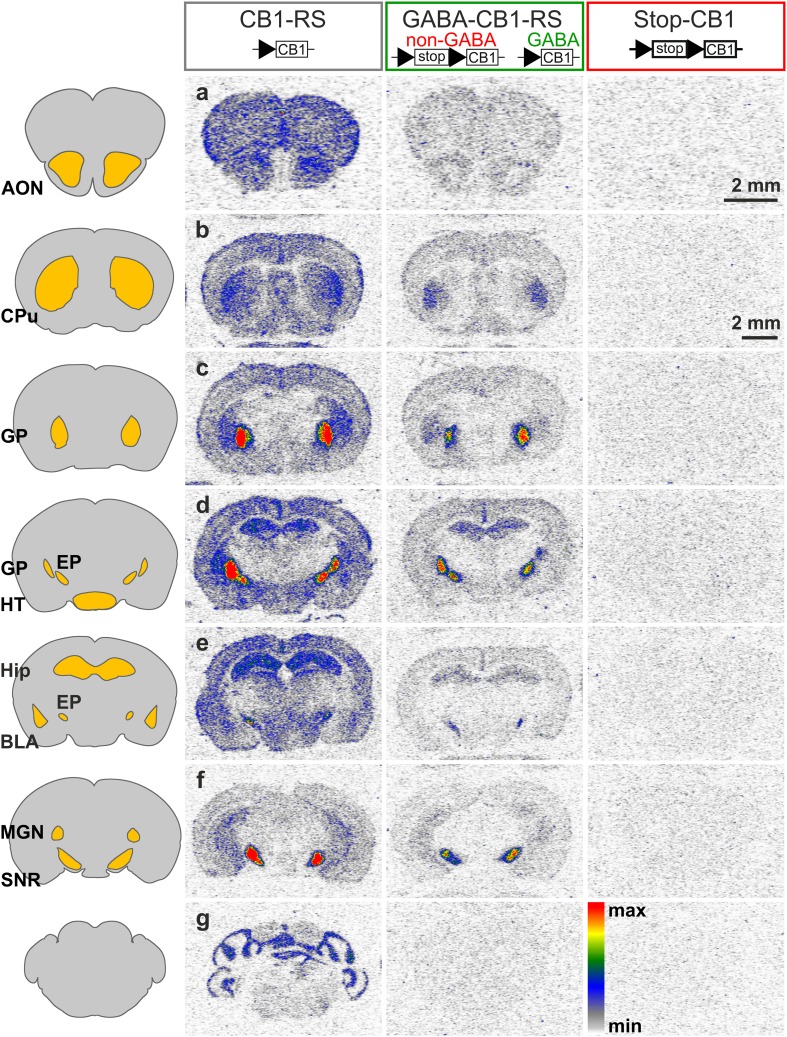 Rescue of the CB1 receptor in forebrain GABAergic neurons restores a substantial amount of functional CB1 receptor protein in various brain regions. Autoradiograms of CB1 receptor ligand binding using the CB1 receptor agonist 3H-CP 55,940 on coronal sections of CB1-RS, GABA-CB1-RS, and Stop-CB1 brains, with schematic diagrams of the mouse brain depicting the approximate location of brain regions where the signal was quantified, according to the mouse brain atlas (Franklin and Paxinos 2007). Distance from bregma (in mm): a 2.6; b 0.3; c −0.5; d −1.3; e −1.6; f −3.2; g −5.2. Black triangles, loxP sites; white box (stop), stop cassette; white box (CB1), CB1 receptor open reading frame. AON anterior olfactory nucleus, BLA basolateral amygdala, CPu caudate putamen, EP entopeduncular nucleus, GP globus pallidus, Hip hippocampus, HT hypothalamus, MGN medial geniculate thalamic nucleus, SNR substantia nigra. Scale bars 2 mm (in a for a, in b for b–g)