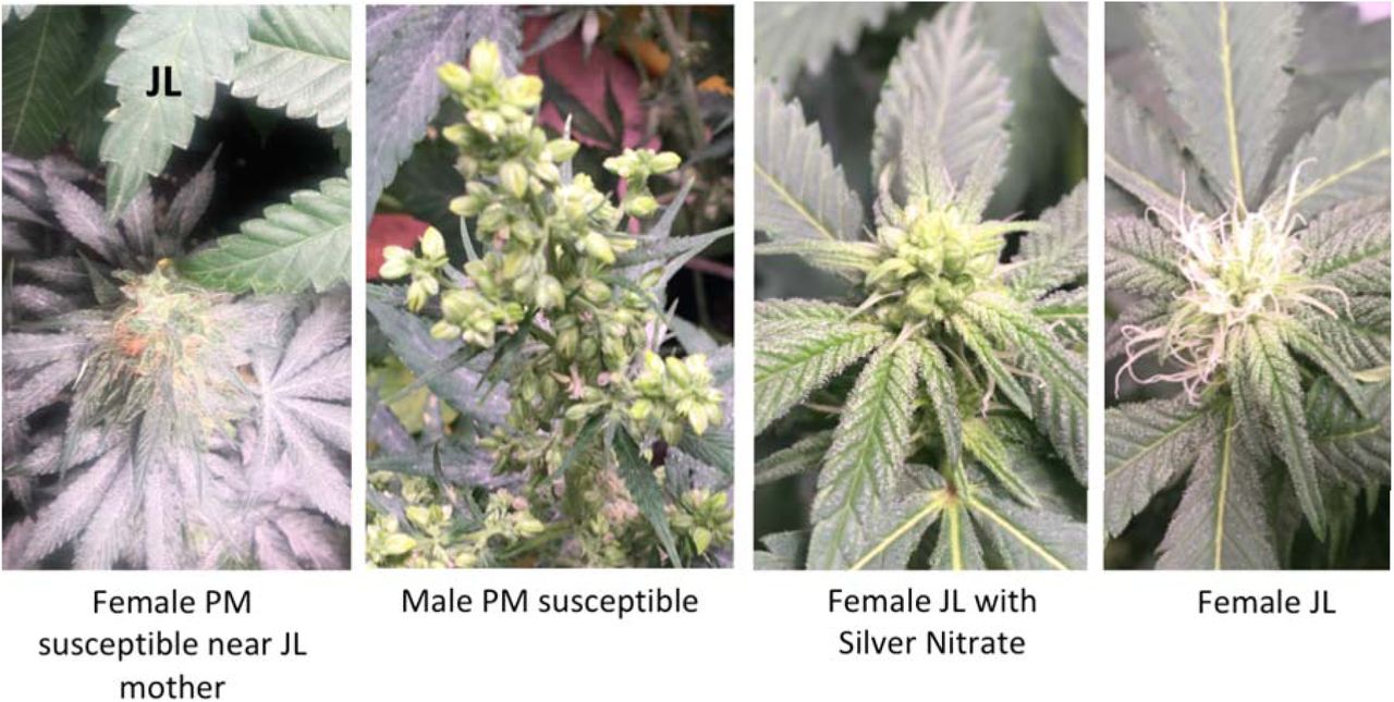 Left) Attempted inoculation of Jamaican Lion mother clone with G. chicoracearum. Middle-left) Male G. chicoracearum-susceptible variety. Middle-right) Jamaican Lion mother clone treated with silver nitrate to induce hermaphroditic female flowers. Right) Non-treated Jamaican Lion mother flower(XX).
