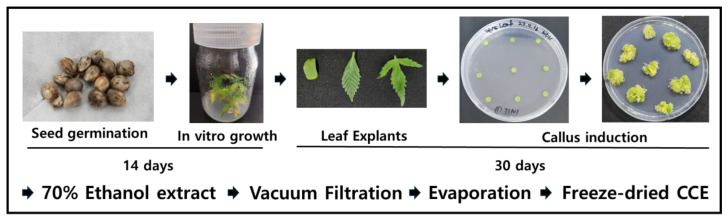 Process of C. sativa L. seed germination and leaf tissue-derived callus induction and sample preparation.