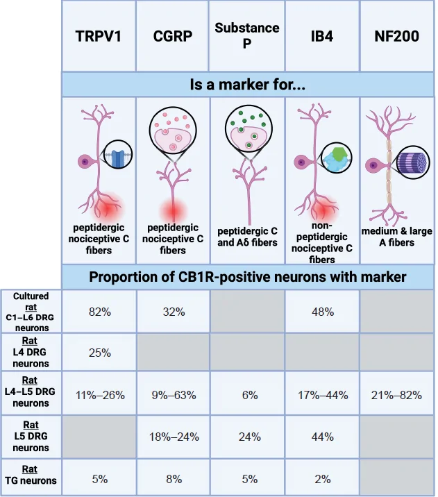 Graphical representation of the co-localization of CB1R with common neuronal markers in the peripheral nervous system.A grey box indicates that the available literature does not report the proportion of CB1R-positive neurons expressing the specified marker. Created with BioRender.com. CB1R: Cannabinoid receptor 1; CGRP: calcitonin gene-related peptide; IB4: griffonia simplicifolia isolectin B4; NF200: neurofilament 200; TRPV1: transient receptor potential vallinoid 1.