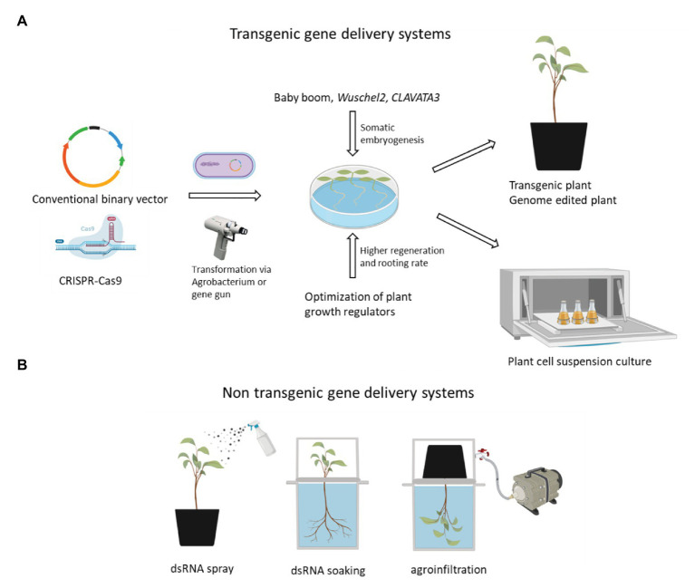 A schematic strategy of transgenic and transient gene delivery system. These gene delivery systems aim to alter gene expression in hemp female flower, where cannabinoids and terpenes are preferentially synthesized and stored. (A) Transgenic gene delivery systems. Specialized metabolites and their precursor synthesis genes, transcription factor genes, and other hemp genes related to the supply of energy and reducing power might be engineered by introducing conventional binary vectors or CRISPR/Cas vectors. Hemp SE might be activated by the overexpression of positive regulator genes such as BBM and WUS2 or the downregulation of negative regulator genes such as CLAVATA3. (B) Three transient gene delivery systems. To overcome the instability of dsRNA, clay nanoparticles, liposomes, viruses, or bacteria might be used for the effective delivery of dsRNA. For successful agroinfiltration, vacuum infiltration is likely to be more efficient than syringe infiltration based on our preliminary experiments. Created with BioRender. CRISPR/Cas-mediated genome editing is likely to be most powerful method for hemp metabolic engineering.