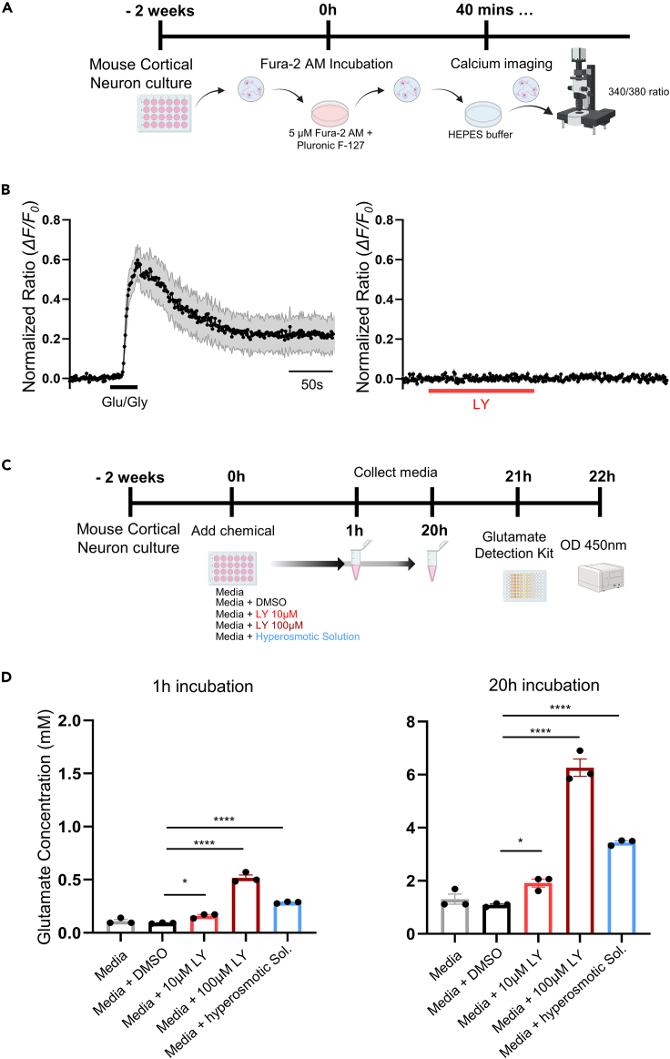 LY-2183240 increases extracellular glutamate concentration without Ca2+ dependency(A) Experimental timeline of calcium imaging.(B) Representative normalized ratio trace (ΔF/Fo) showing response of calcium imaging to Glu/Gly (left) and 10 μM LY-2183240 (right) in primary cultured rat neurons.(C) Experimental timeline of glutamate assay. We proceeded by adding the drug to 1 mL of media per well so that the final concentration of LY was 10 μM and 100 μM.(D) Summarized bar graph of glutamate concentration for LY-2183240 incubated for 1 h (left) and 20 h (right) (one-way ANOVA: F(4,10) = 0.5664, Dunnett’s multiple comparisons test ∗p = 0.031 and ∗∗∗∗p < 0.0001, n = 3). Data are represented as mean ± SEM.