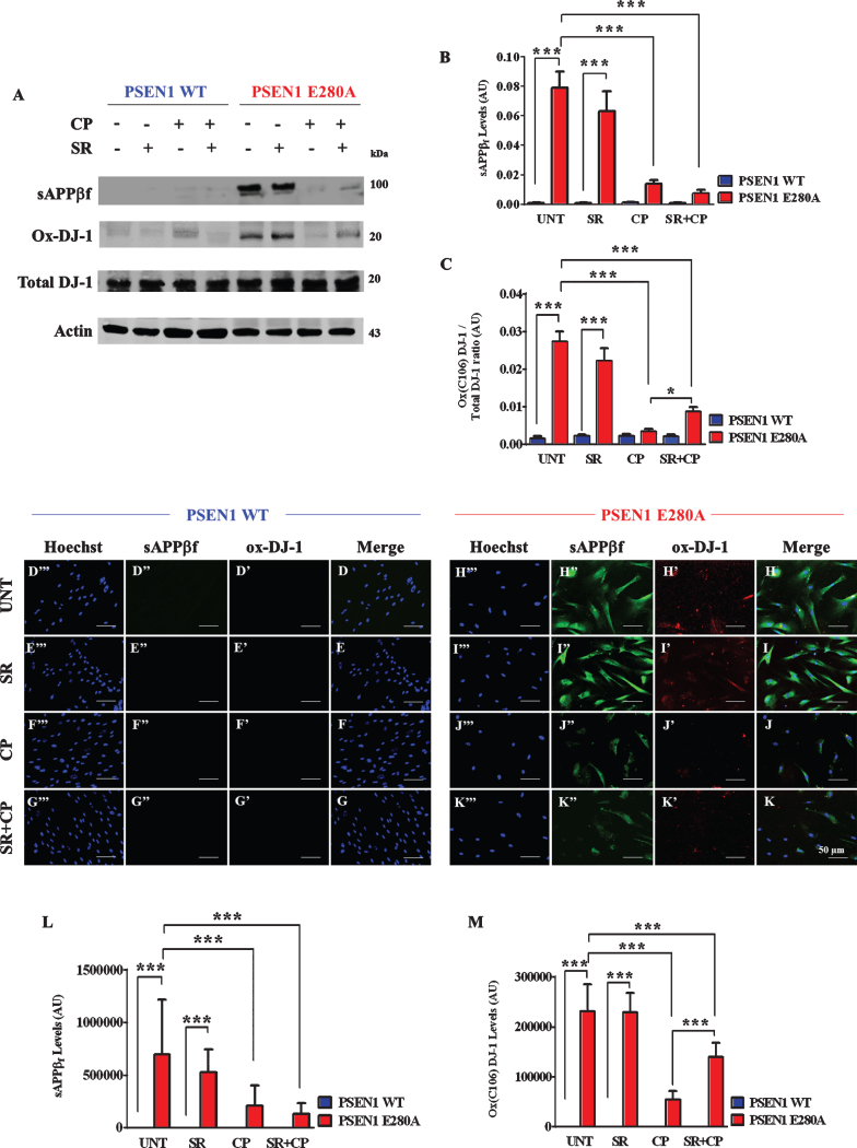 CP55940 reduced intracellular sAβPPβf and oxidized DJ-1 independent of CB1Rs in PSEN1 E280A ChLNs. After 7 days of transdifferentiation, WT PSEN1 and PSEN1 E280A ChLNs were left untreated or treated with SR, CP, or SR + CP in RCm for 4 days. Further, the proteins in the extracts were blotted with primary antibodies against Aβ42, oxDJ-1Cys106, and actin proteins. The intensities of the western blot bands shown in (A) were measured (B, C) by an infrared imaging system (Odyssey, LI-COR), and the intensity was normalized to that of actin. Additionally, cells were double-stained as indicated in the figure (D-K) with primary antibodies against oxDJ-1Cys106 (red; D’-K’) and APP751/ Aβ42 (green; D”- K”). The nuclei were stained with Hoechst 33342 (blue; D”’- K”’). L) Quantification of Aβ42 fluorescence intensity. M) Quantification of oxDJ-1Cys106 fluorescence intensity. Data are expressed as the mean±SD; *p < 0.05; **p < 0.01; ***p < 0.001. The blots and figures represent 1 out of 3 independent experiments. Image magnification, 200×.