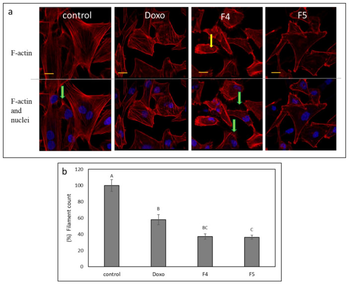 (a) Representative examples of confocal images of A172 cells following treatment with F4 (12 µg/mL) and F5 (10 µg/mL) for 24 h. F-actin (EasyProbes™ ActinRed 555 Stain, red stain) and nuclei (Hoechst, blue stain) were stained. Control is vehicle control (1.15% v/v methanol). Doxorubicin (Doxo, 0.5 µg/mL) served as a positive control. Scale bars = 20 µm; n = 3. Yellow arrows point to the disintegration of F-actin filaments visualized as characteristic spots; green arrows show F-actin filopodia protruding from cells. (b) The number of F-actin filaments that crossed a line drawn across the soma in each of the treatments. The percent number of filaments is presented as mean; error bars indicate ± SE (n = 5). Levels with different letters are significantly different from all combinations of pairs according to the Tukey–Kramer honest significant difference (HSD; p ≤ 0.05).