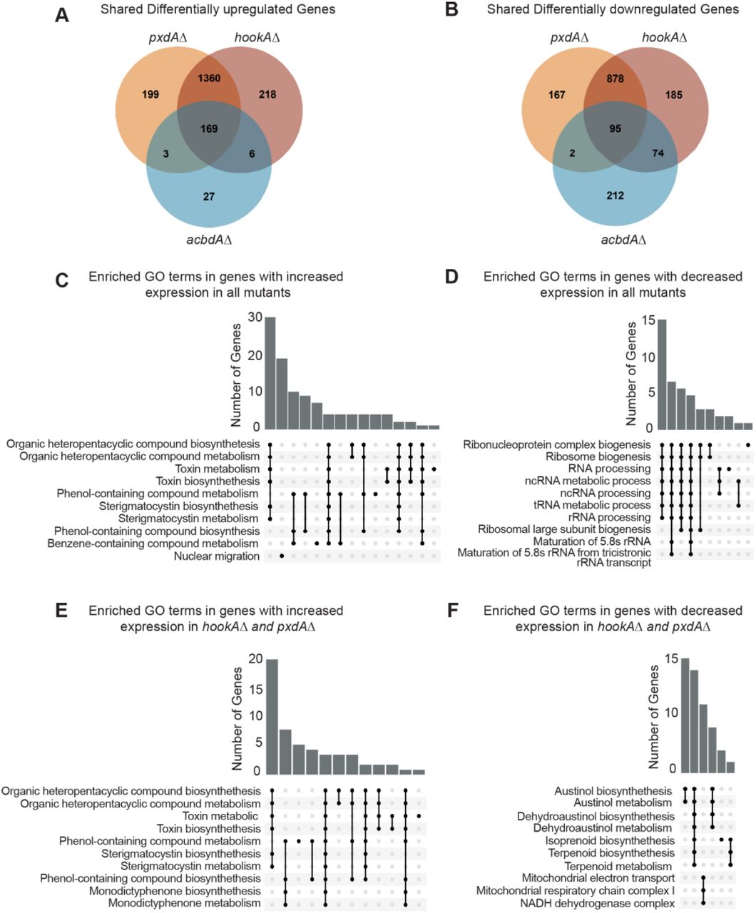 Secondary metabolite genes are differentially expressed in the absence of endosome motility and peroxisome hitchhiking.(A) Venn diagram illustrating the number of significantly differentially expressed genes with increased expression in hookAΔ, pxdAΔ, and acbdAΔ strains. (B) Venn diagram illustrating the number of significantly differentially expressed genes with decreased expression in hookAΔ, pxdAΔ, and acbdAΔ strains. (C) Upset plot of gene ontology enrichment analysis of genes with increased expression in all three mutants. (D) Upset plot of gene ontology enrichment analysis of genes with decreased expression in all three mutants. (E) Upset plot of gene ontology enrichment analysis of genes with increased expression in both hookAΔ and pxdAΔ strains. (F) Upset plot of gene ontology enrichment analysis of genes with decreased expression in both hookAΔ and pxdAΔ strains.