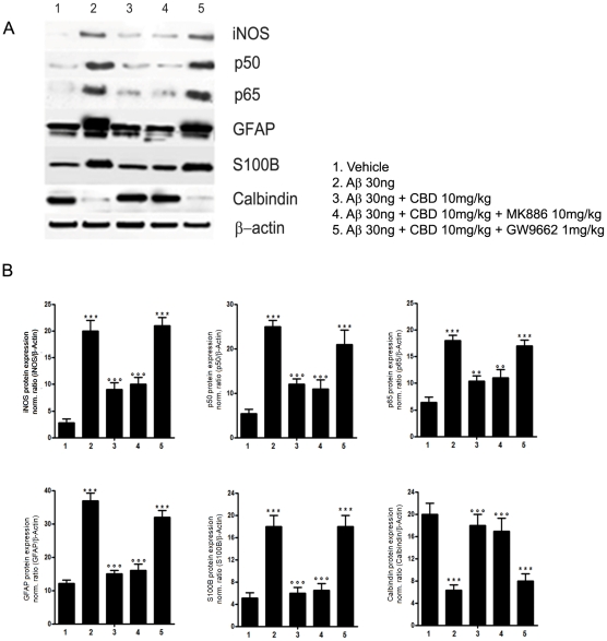 Effects of CBD on Aβ-induced iNOS, GFAP, S100B, calbindin, and p50/p65 expression in rat hippocampi.Results of Western blot analyses of iNOS, GFAP, S100B, calbindin, and p50/p65 performed on rat hippocampus homogenates (A) and densitometric analysis of corresponding bands (B). Results are the mean ± S.E.M. of three separate experiments. *** p<0.001 vs. vehicle inoculated rats; °°p<0.01 and °°° p<0.001 vs. Aβ-inoculated rats.