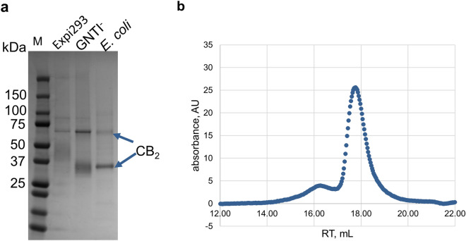 Purified CB2 from Expi293F, Expi293F GNTI− and E. coli BL21(DE3) cells. (a) SDS-PAGE (4–20%) stained with Instant Blue. 1.5 mg of purified protein per lane. Monomer and dimer forms of CB2 are indicated by arrows. Dimers and higher oligomers of CB2 are typically formed at conditions of SDS-PAGE5,37. (b) Size-exclusion chromatography of CB2 purified from Expi293F GNTI− cells. Superose Increase 6 (10/300) column; 50 mM Tris–HCl pH 7.5, 100 mM NaCl, 0.25 mM Façade-TEG/0.025 mM CHS.