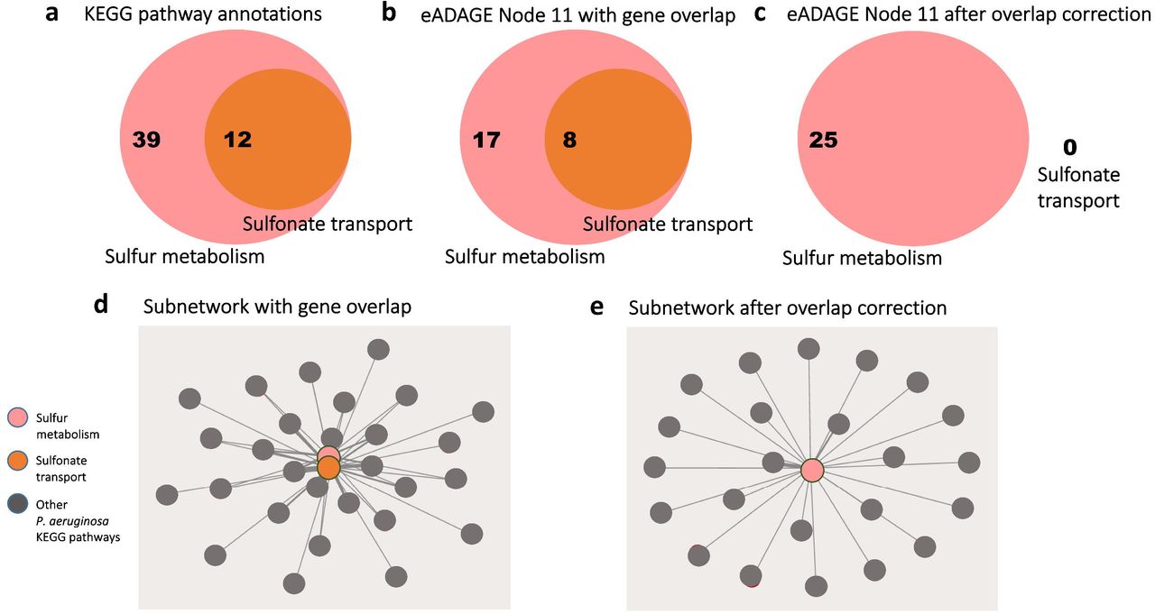 Correcting for gene overlap results in a sparser pathway co-occurrence network.(a) The KEGG pathway annotations for the sulfonate transport system are a subset of those for sulfur metabolism. 12 genes annotated to the sulfonate transport system are also annotated to sulfur metabolism. (b) Without applying the overlap correction procedure, 25 of the genes in the positive and negative gene signatures of the eADAGE feature “Node 11” are annotated to sulfur metabolism--of those, 8 genes are annotated to the sulfonate transport system as well. (c) All 8 of the overlapping genes are mapped to the sulfur metabolism pathway after overlap correction.(d) A co-occurrence network built without applying the overlap correction procedure will report co-occurrence between the sulfonate transport system and sulfur metabolism, whereas (e) no such relation is identified after overlap correction.