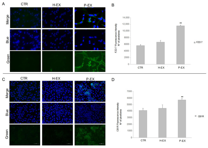 Detection of FZD 7 protein (Panel A) and CB1R protein (Panel C) by immunofluorescence confocal microscopy (20X) in control HepaRG cells (CTR), HepaRG cells treated with plasma-derived exosomes from healthy subjects (H-EX), and HepaRG cells treated with plasma-derived exosomes from NAFLD patients (P-EX) after 24 h. (Panel B,D) show a semiquantitative evaluation of FZD 7 and CB1R protein levels, respectively, in the three experimental groups. p-value was determined by one-way ANOVA, ** p < 0.001.