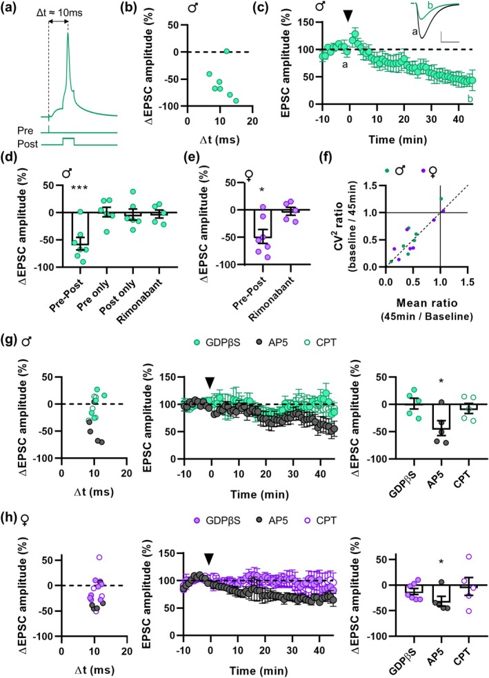 Astrocytes mediate t‐LTD in the NAc. (a) Representative trace of the pre‐post pairing protocol with Δt ≈ 10 ms. (b) Change in EPSC amplitude vs. the pre‐post time windows. (c) Time course of the t‐LTD. Insets show representative traces before (black) and 45 min after STDP induction (green). Scale bars: 50 pA, 20 ms. (d) and (e) Change in EPSC amplitude after t‐LTD induction in different experimental conditions in males (d) and females (e). (f) Squared coefficient of variation (CV2) analysis. (g) and (h) Change in EPSC amplitude versus the pre‐post time windows (left), time course of t‐LTD (middle), and change in EPSC amplitude after t‐LTD induction (right) in different experimental conditions in males (g) and females (h). Arrowhead indicates t‐LTD induction. Data are expressed as mean ± s.e.m. Statistical differences comparing baseline with 45 min after t‐LTD induction (paired Student's t‐test) are expressed as (*) p < 0.05, (***) p < 0.001.
