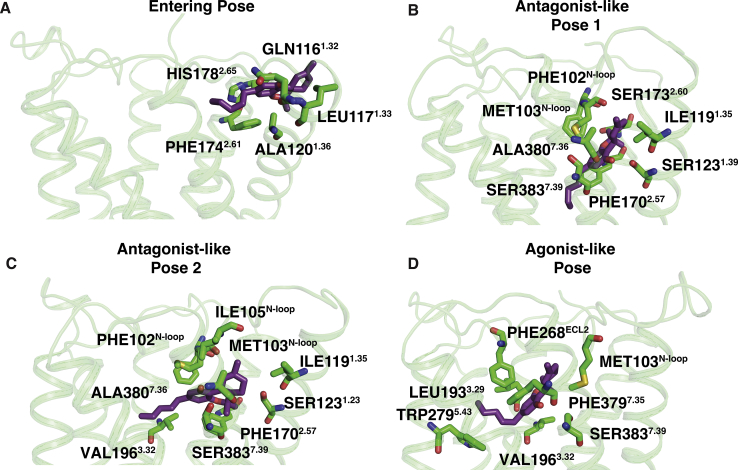 Important interactions between protein residues and THC at different stabilized positions during binding (side view).A, a representative structure when THC enters the receptor through the space between N-loop, TM1 and TM2. B and C, representative structures from antagonist-like pose 1 and 2, respectively. D, a representative structure from agonist-like pose. Stable interactions were measured using GetContacts package. Protein structures are shown as cartoon representation (color: green). THC (color: violet) and interactive residues (color: green) are shown as stick. THC, tetrahydrocannabinol.