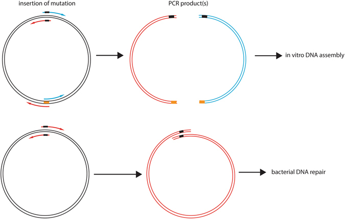 Comparison of mutagenesis techniques. In the two-fragment approach, the two mutagenesis primers are separated into two PCR reactions and combined with one reverse primer on the opposite side of the vector respectively, while the one-fragment approach relies on two mutagenesis primers in one PCR reaction.