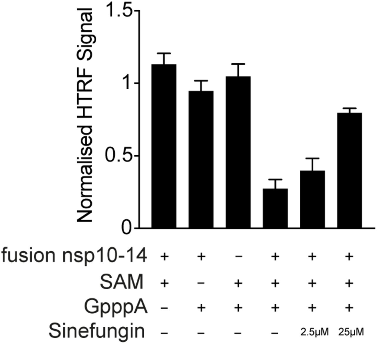 The nsp10-14 fusion functions as a methyltransferaseThe nsp10-14 fusion protein was assayed for methyltransferase activity by the detection of formed SAH following methyltransferase assay (see Experimental Procedures). The methyltransferase reaction was run in either the absence of 10 nM nsp10-14, 1 μM SAM methyl donor, 0.11 mM GpppA cap analogue, or in the presence of all three components. In addition, the methyltransferase reaction was conducted in the presence of 2.5 μM and 25 μM of the pan-methyltransferase inhibitor Sinefungin, which acts as a competitive inhibitor (with respect to SAM) towards SAM-dependent methyltransferases. Error bars represent standard deviation from the mean.