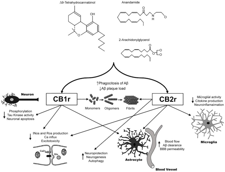Summary of the beneficial effects of the cannabinoid compounds in Alzheimer's disease pathology. Cannabinoid treatment can modulate multiple disease processes including Aβ and tau processing, neuroinflammation, microglial activation, mitochondrial dysfunction and excitotoxicity. CB2 receptor agonists reduce the release of pro-inflammatory molecules, facilitate Aβ clearance by promoting microglia phagocytic phenotype, reduce Aβ neurotoxicity. Moreover, CB2-mediated activity reduces oxidative stress damage produced by reactive oxidative species (ROS) and tau hyperphosphorylation. CB1 receptor agonists regulate iNOS protein expression and NO production, inhibit hyperphosphorylation of tau protein through the inhibition of tau kinase, reduce Abeta plaque load throught the activation of PPAR gamma receptor and the stimulating the expression of LPRP1. 337x257mm (96 x 96 DPI).