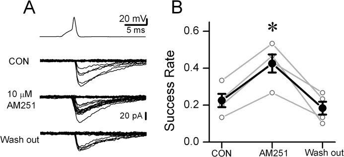 CB1R antagonist modulates release at synapses between TML cells. Consecutive unitary IPSCs traces evoked by presynaptic firing at synapses between TML-Cs in control aCSF (baseline), during perfusion of the CB1 antagonist AM251 (10 μM) and during drug washout. Note that AM251 reduced the number of failures. B: Summary data show the effect of AM251 on the success rate of TML-C synapses and recovery after drug wash out (individual pairs are in gray and average is in black, *P < 0.05, paired t-test, compared to baseline).