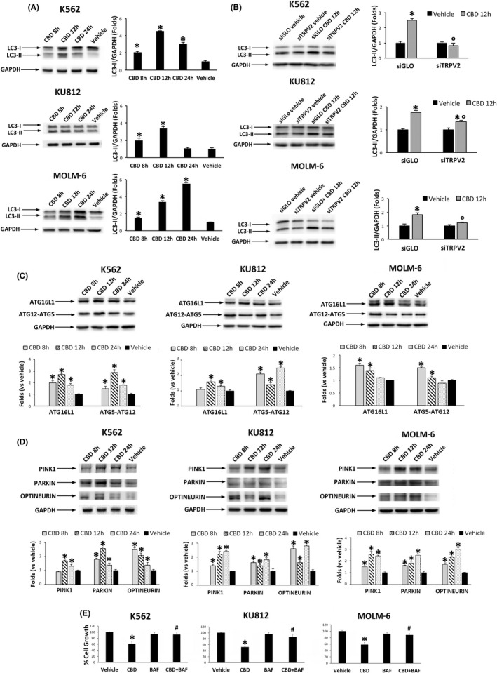 CBD increases the expression of mitophagy markers. A, Western blot analysis of LC‐3 II in CML cells treated for different times with CBD at IC50 dose or with vehicle. *P < .01 vs vehicle. B, Western blot analysis of LC‐3 II in siGLO and siTRPV2 CML cells treated with CBD at IC50 dose or with vehicle for 12 h. *P < .01 vs vehicle; °P < .05 vs CBD‐treated siGLO cells. C, Western blot analysis of ATG16L‐1 and ATG12‐ATG5 complex in CML cells treated with CBD at IC50 dose for different times. *P < .01 vs vehicle. D, Western blot analysis of pink1, parkin, and optineurin in CML cells treated with CBD at IC50 dose for different times. *P < .01 vs vehicle. Blots are representative of three experiments. GAPDH was used as loading control. Folds (mean ± SD of three experiments) = changes respect to vehicle. E, Cell viability assay performed in CML cells pretreated for 1 h with BAF and then treated for 24 h with CBD (IC50 dose). *P < .05 vs vehicle‐treated cells; **P < .05 vs CBD‐treated cells