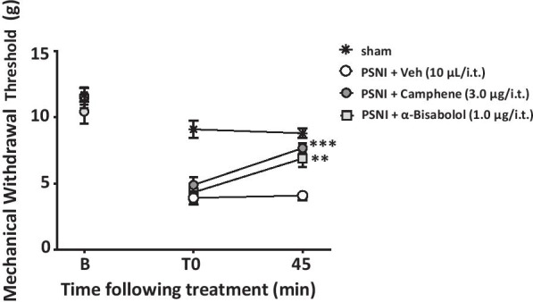 Mechanical withdrawal thresholds of male WT mice subjected to sciatic nerve injury and treated with either camphene (3.0 μg/i.t.), alpha-bisabolol (1.0 μg/i.t.) or vehicle (10 μl/i.t). Each circle represents the mean ± S.E.M. (n = 7) and is representative of 3 independent experiments. (**P < 0.01, ***P < 0.001, two-way ANOVA followed by Tukey’s test relative to vehicle)