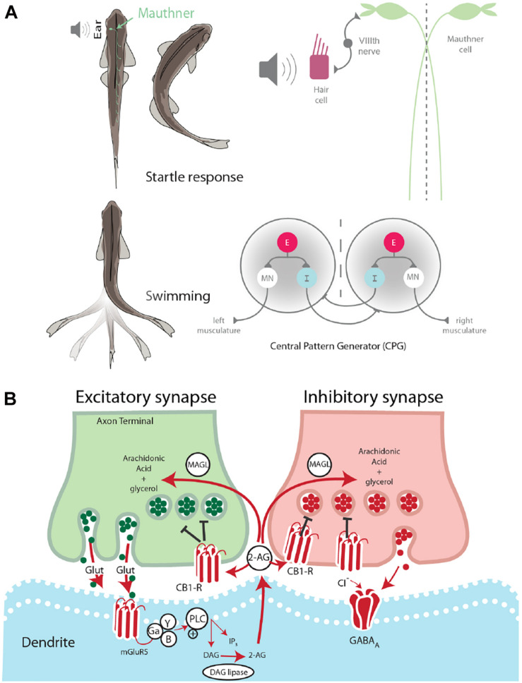 Startle escape and swim motor behaviors are socially regulated. (A) Startle behavior in zebrafish is controlled by the M-cell startle escape circuit. The auditory startle escape response is activated when a sound activates hair cells within the ear. Next, the signal is sent from the VIIIth nerve to the M-cell, which activates contralateral fast motor neurons responsible for contraction of flexor muscles that leads to the startle escape response. The swimming motor pattern is controlled by the central pattern generators (CPGs) which repeat along the length of the spinal cord. Each half-center of the CPG is composed of an excitatory interneuron (E), an inhibitory interneuron (I), and a motor neuron (MN). The motor neurons project ipsilaterally to the trunk musculature and induce contraction. (B) Schematic model of endocannabinoid retrograde signaling. The endocannabinoid 2-AG is synthesized post-synaptically in response to neurotransmitter binding. Traditional model suggests that retrograde transmission of 2-AG inhibits further release from both excitatory and inhibitory neurons. DAG lipase synthesizes 2-AG post-synaptically. CB1 receptor binds 2-AG. MAGL degrades 2-AG in presynaptic terminal.