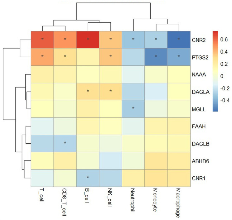 ECS–immune correlation matrix in the human SCI blood cohort. Heatmap showing Spearman correlation coefficients between ECS gene expression levels and immune-cell signature scores in the human translational cohort (GSE151371). Red indicates positive correlations and blue indicates negative correlations. Asterisks indicate statistically significant correlations. CNR2 showed positive correlations with lymphoid immune signatures and negative correlation with macrophage signatures, whereas PTGS2 showed negative correlations with monocyte and macrophage signatures and positive correlations with T-cell and NK-cell signatures.