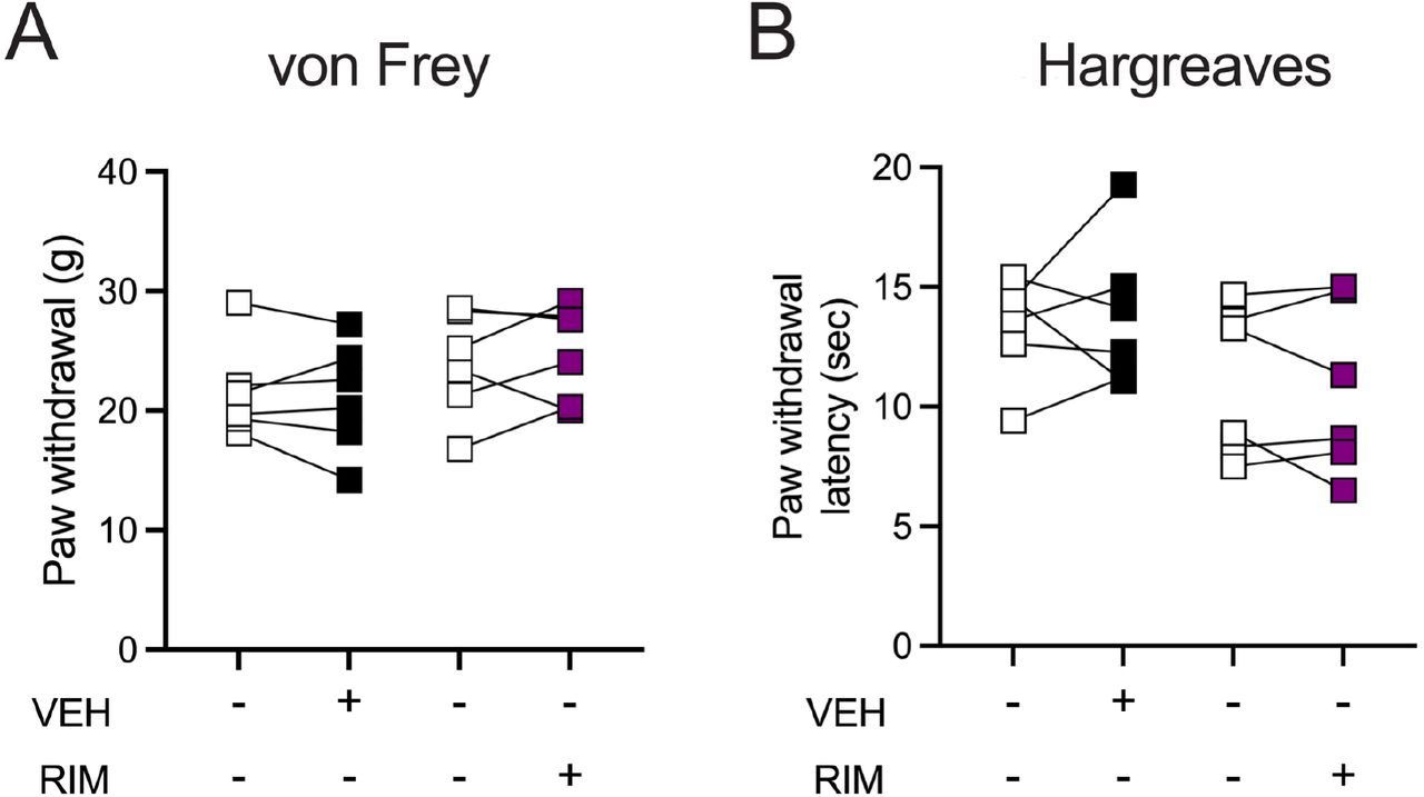 Repeated injections of vehicle or RIM do not affect pain thresholds in naïve rats.A. Naïve rats received daily injections of vehicle or RIM (3 mg/kg, SC) over 10 days and were then tested for mechanical thresholds (Two way ANOVA ns for Interaction, Drug or Time). B. Rats were also tested for thermal thresholds (Two way ANOVA ns for Interaction, Drug or Time).