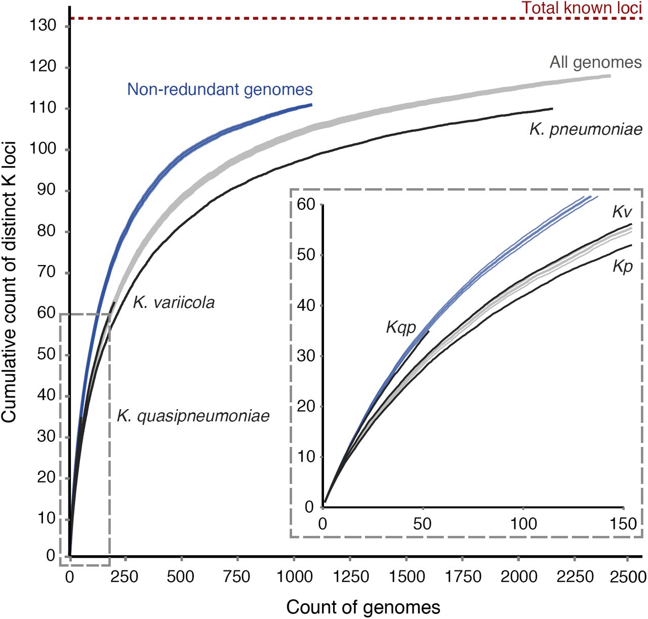 Rate of discovery of distinct K loci with increasing genome sample size.Curves indicate the accumulation of distinct K loci (mean ± SE) in different genome sets. Grey; all genomes (n=2410, excluding K. oxytoca). Blue; non-redundant genomes (n=1081, excludes genomes from investigations of disease outbreaks and specific clonal groups). Black; species specific genome sets (K. pneumoniae refers to K. pneumoniae sensu stricto, SE not shown). Inset box shows a zoomed view of the bottom-left section of the plot, as indicated by the dashed box.