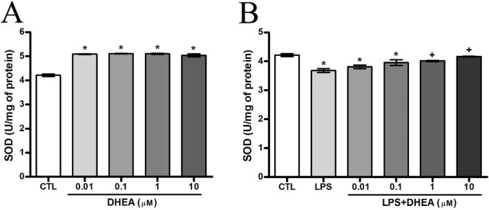 DHEA increases the activity of SOD (A) and during LPS pretreatment (B). *Significant differences between “CTL” and “LPS”, “LPS + DHEA” at similar observation points. +Significant differences between “LPS” and “LPS + DHEA” at similar observation points. Data are the mean ± SEM, n = 9 (number of analyzed samples), P < 0.05, (one-way ANOVA, post-test Tukey). Images were prepared with using GIMP 2.10.22 software (http://www.gimp.org/).