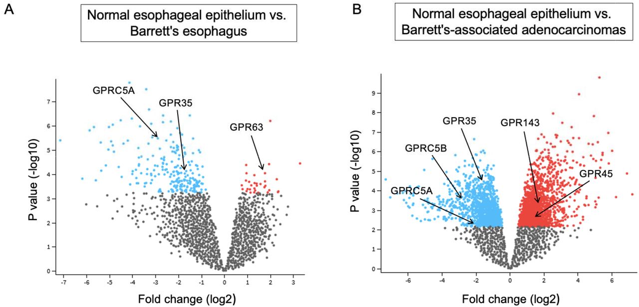 Dysregulation of GPCR gene expression in clinical BE and BE-associated EAC.(A)The volcano represents differentially expressed genes in clinical BE (n=8) compared to the normal esophageal epithelium (n=8). The data were obtained from the GSE database under GSE1420. BE upregulated (blue) and downregulated (red) genes were identified using the GEO2R tool, based on log2FC> 0.9 and adjusted p-values of <0.05.(B)The volcano represents differentially expressed genes in clinical BE-associated EAC (n=8) compared to the normal esophageal epithelium (n=8). The data were obtained from the GSE database under GSE1420. EAC upregulated (blue) and downregulated (red) genes were identified using the GEO2R tool, based on log2FC > 0.9 and adjusted p-values of <0.05