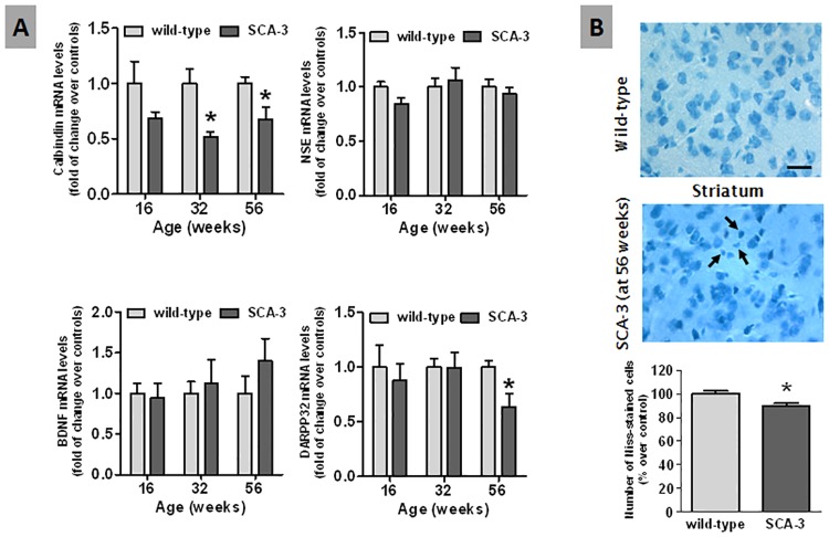 Histological and biochemical analysis of neuronal damage in the striatum of SCA-3 transgenic and wild-type mice.Panel A: A qPCR analysis of calbindin, neuron-specific enolase, BDNF and the striatal neuronal marker DARPP-32 expression in the striatum of SCA-3 transgenic and wild-type mice of different ages. Panel B: Nissl staining and neuron quantification in the striatum of SCA-3 transgenic and wild-type mice 56 weeks after birth (bar = 25 μm). Arrows indicate the presence of Nissl-stained cells with smaller cell bodies in the SCA-3 transgenic mice. In all cases, the values are expressed as the mean ± SEM of more than 6 animals per group, assessing the data using a Student’s t-test: *p<0.05 versus wild-type animals.