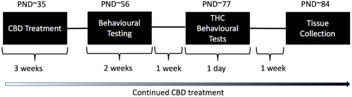 Treatment and testing schedule for test animals: Wild type-like (WT) and neuregulin 1 transmembrane domain heterozygous (Nrg1 TM HET) mice were treated chronically with either vehicle (VEH) or 30 mg/kg cannabidiol (CBD). Daily treatment commenced on post-natal day (PND) 35 ± 5. Mice commenced behavioral evaluation (starting PND 56 ± 5 days) while CBD treatment continued post-testing. Effects of chronic adolescent CBD treatment on behavior were evaluated between PND 56–70 ± 5. An acute THC challenge (3 mg/kg or VEH prior to testing) was administered on PND 77 ± 5 followed by behavioral testing 30 min later. Mice were euthanized one week later, on approximately PND 84.
