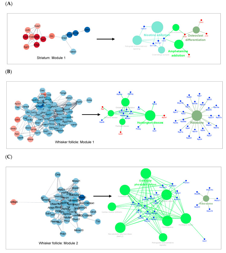 Cluster analysis of DEGs in whisker follicles or in the striatum. (A–C) Gene pathway networks that represent significantly enriched KEGG terms and related genes in designated modules. The sub-networks were analyzed and visualized using the ClueGO plug-in in the Cytoscape software.