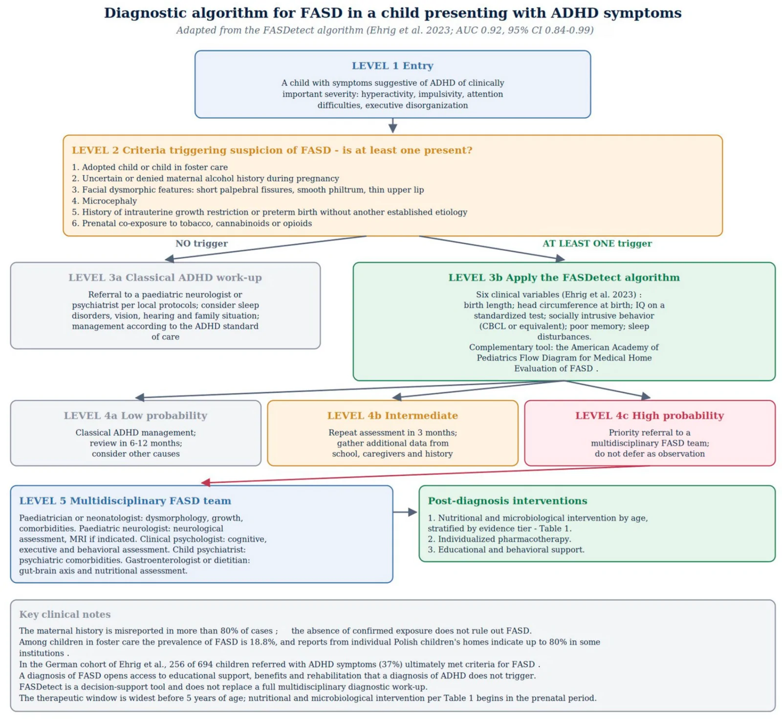 Diagnostic algorithm for FASD/ADHD in primary care, adapted from the FASDetect algorithm (Ehrig et al. 2023 [44], AUC = 0.92; 95% CI, 0.84–0.99). The algorithm proceeds in five levels: (1) entry–a child with symptoms suggestive of ADHD of clinically important severity; (2) six criteria triggering suspicion of FASD (adoption/foster care; uncertain or denied maternal alcohol history during pregnancy; facial dysmorphic features; microcephaly; history of intrauterine growth restriction or preterm birth without another established etiology; prenatal co-exposure to tobacco, cannabinoids, or opioids); (3) branching–with no triggers, classical ADHD management; with at least one trigger, application of the FASDetect algorithm (six clinical variables: birth length, head circumference, IQ, socially intrusive behavior, poor memory, and sleep disturbances); (4) result-driven pathway–low, intermediate, or high probability of FASD; and (5) multidisciplinary team assessment (pediatrician/neonatologist, pediatric neurologist, clinical psychologist, child psychiatrist, and optional gastroenterologist/dietitian) with linkage to the intervention protocol in Table 1. Abbreviations: FASD–fetal alcohol spectrum disorder; ADHD–attention-deficit/hyperactivity disorder; PAE–prenatal alcohol exposure; SGA–small for gestational age; AUC–area under the ROC curve; CI–confidence interval; CBCL–Child Behavior Checklist; MRI–magnetic resonance imaging; AAP–American Academy of Pediatrics; PCP–primary care physician. Sources cited within the figure: misreported maternal history [43]; Ehrig et al. 2023 (FASDetect) [44]; AAP Flow Diagram [45]; prevalence in foster care [46].