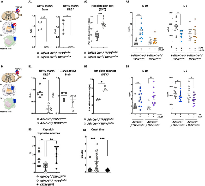 OLDA upregulates circulating IL-10 in endotoxemic mice via TRPV1-expressing neurons of the central nervous system. A OLDA induces IL-10 via neuronal TRPV1: A1 Baf53b-Cre+/−/TRPV1lox/lox mice had reduced brain and DRG TRPV1 gene expression. #For DRG qPCR, each dot represents a pool from 1–2 animals. A2 Baf53b-Cre±/ TRPV1lox/lox mice had attenuated responses to heat-sensitivity testing (8- to 12-week female mice). A3 Pan-neuronal TRPV1 knockdown in Baf53b-Cre+/−/TRPV1lox/lox mice fully abrogated the upregulation of IL-10 and the downregulation of IL-6 induced by OLDA (10 mg/kg, i.v.) in mice treated with LPS (1 mg/kg, i.v.) (12-week male, n = 11–14/group). B OLDA does not act via PNS TRPV1; B1 Adv Cre+/−/TRPV1lox/lox mice had reduced TRPV1 expression in their DRG but not their brains. #For DRG qPCR, each dot represents a pool from 1–2 animals. B2 Adv Cre+/−/TRPV1lox/lox mice displayed attenuated responses to heat-sensitivity testing (8- to 12-week female mice). B3–B4 Calcium imaging shows a decreased percentage of capsaicin-responsive neurons in DRG neurons Adv Cre+/−/TRPV1lox/lox compared to Adv Cre−/−/TRPV1lox/lox and wild-type mice, and longer onset response time (n = 3 mice/group; number of neurons imaged = 19–31 neurons/genotype). B5 Peripheral neuron TRPV1 knockdown in Adv Cre+/−/TRPV1lox/lox mice did not abrogate the IL-10 upregulation or IL-6 downregulation induced by OLDA (10 mg/kg, i.v.) in mice treated with LPS (1 mg/kg, i.v.) (10- to 12-week male and female, n = 10–12/group). For all panels, *P < 0.05, **P < 0.01, ***P < 0.001, two-tailed Mann–Whitney U test