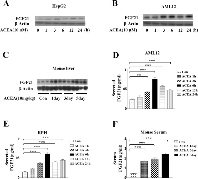 ACEA increases FGF21 protein levels.(A–C) Whole cell lysates of ACEA-treated HepG2 cells and AML12 cells and livers of ACEA-treated intact mice were harvested for western blot analysis. (D–E) AML12 cells and rat primary hepatocytes were treated with ACEA (10 μM) for the indicated time periods. Culture media were collected for FGF21 secretion analysis. (F) Mice were treated with ACEA (10 mg/kg) for the indicated number of days. Serum was obtained for FGF21 secretion analysis. All data are the means ± standard errors of at least three independent experiments. **p < 0.01; ***p < 0.001 by one-way ANOVA.