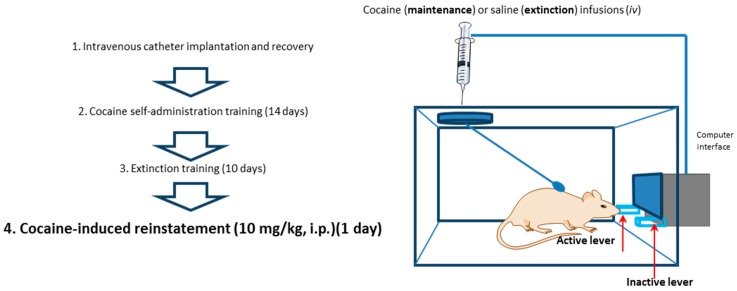 Illustration of cocaine self-administration experiments.