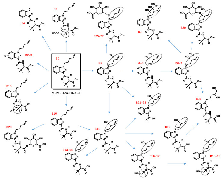 Proposed metabolic pathway of MDMB-4en-PINACA.