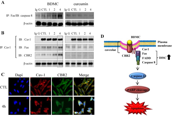 The CBR2-dependent formation of cav-1 with DISC complexes. (A) Cells were subjected to immunoprecipitation with anti-Fas prior to detection of anti-caspase-8; (B) or with cav-1 prior to detection of CBR2 and Fas; (C) Trafficking of cav-1 and CBR2 following treatment with BDMC was evaluated using confocal microscopy; (D) A schematic representation of the formation of the CBR2-dependent DISC. β-actin was used as a loading control.