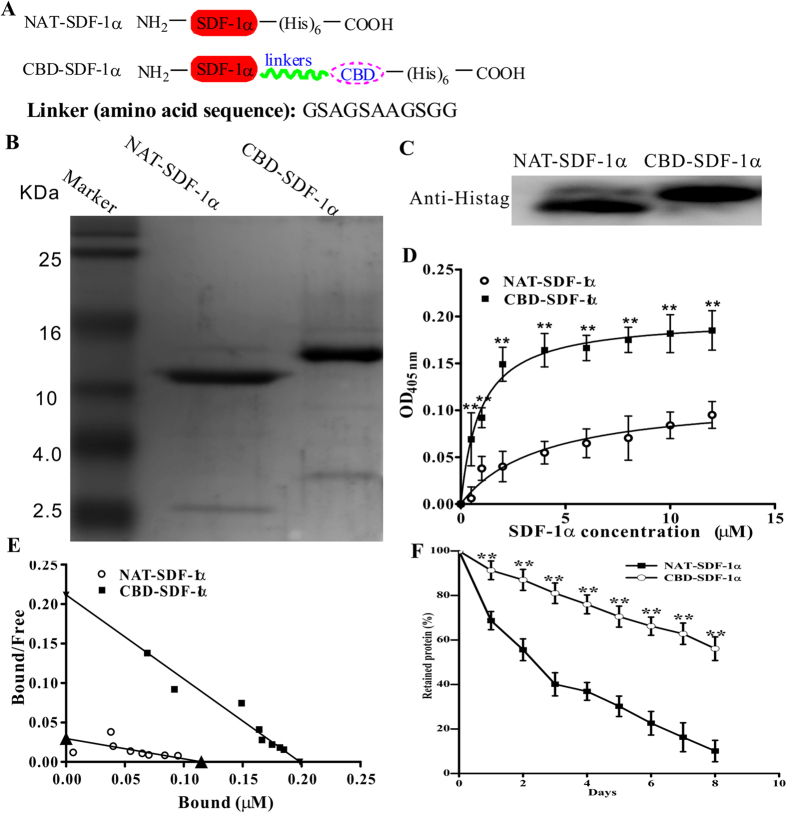 Characterization of NAT-SDF-1α and CBD-SDF-1α in vitro.(A) Schematic diagram of the construction of NAT-SDF-1α and CBD-SDF-1α. A collagen-binding domain was incorporated into the C-terminus of NAT-SDF-1α, and they were separated by a linker. (B) NAT-SDF-1α and CBD-SDF-1α were identified by Tricine-SDS-PAGE. (C) NAT-SDF-1α and CBD-SDF-1α were identified by western blotting using a monoclonal anti-polyhistidine antibody. (D) The binding curves of NAT-SDF-1α and CBD-SDF-1α to collagen were measured by ELISA. (E) Dissociation curves of NAT-SDF-1α and CBD-SDF-1α. (F) Controlled release curves of NAT-SDF-1α and CBD-SDF-1α from collagen. The data are presented as the means ± SEM, **P < 0.01.