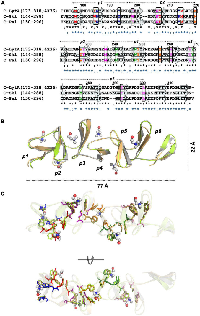 Structural models of Skl and Pal CBDs. (A) Sequence alignment of C-Skl and C-Pal targets with 4X36 C-LytA template. Arrows indicate the positions of β-strands in C-LytA structure, and sequence-based predicted for targets. Black rectangles enclose residues involved in choline binding colored by site (1: blue, 2: red, 3: magenta, 4: orange, 5: green, 6: pink). Symbols at the bottom show sequence conservation of C-Skl (black) and C-Pal (blue) in relation to the template. (B) Structural superposition of final 3D models and the 4X36 template, in cartoon representation, colored in light green (C-Skl), light orange (C-Pal), and gray (C-LytA). (C) Structural conservation of residues involved in choline binding depicted in stick representation [color code: C-Skl (light green), C-Pal (light orange), and C-LytA (by site, as in (A)). Choline molecules are depicted in the ball-and-stick model (C: gray, O: red, N: blue).
