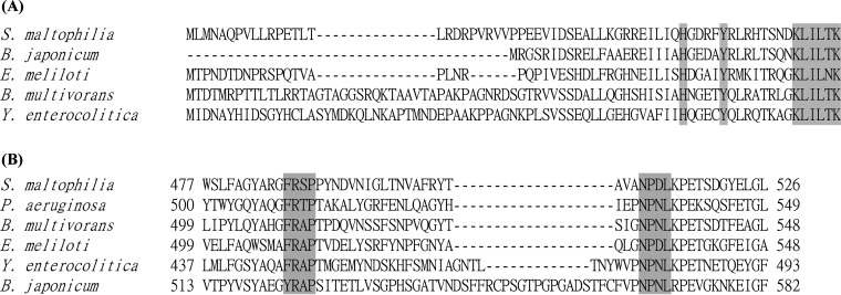 Protein alignments of HemP and HemA of S. maltophilia KJ and their homologs in other bacteria. (A) Protein alignment of HemP. The conserved KLILXK motif and histidine and tyrosine residues are marked in gray. (B) Protein alignment of HemA. The conserved FRAP and NPNL domains that coordinate hemin (Stojiljkovic et al., 1992) (17) are marked in gray.