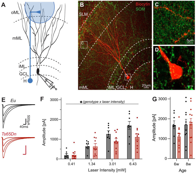 Scientific illustration showing various data visualizations and microscopic images related to neuronal activity and structure. Panel A shows a schematic of a neuron with labeled layers: oML, mML, iML, GCL, and H. Panel B features a microscopy image with biocytin and SOM labeling in red and green, respectively, indicating mML and iML regions. Panel C provides a close-up of neuron branches. Panel D zooms in further on a neuron body in red. Panel E presents two electrophysiological traces comparing Eu and Ts65Dn genotypes. Panel F shows a bar graph of amplitude versus laser intensity with significant genotype interactions. Panel G presents a bar graph of amplitude versus age, with data points for 6 and 8 weeks.