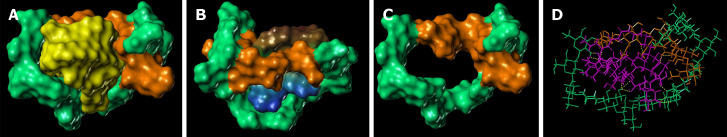 Molecular modelling of interaction between phospholipomannan and chitin-glucan. A: Trapping of phospholipomannan (PLM) (colored in yellow) by chitin-glucan (CG) (chitin moiety colored in orange and glucan moiety colored in green); B: Folding of CG showing the large cavity that hosts PLM in its middle (chitin moiety colored in orange and glucan moiety colored in green); C: Lipophilic potential surfaces (according to the lipophilicity scale from blue for the minimum until brown for the maximum) of PLM trapped by CG (chitin moiety colored in orange and glucan moiety colored in green); D: Interactions of PLM (colored in magenta) with CG (chitin moiety colored in orange and glucan moiety colored in green) via a network of 13 hydrogen bonds (yellow dashed line).