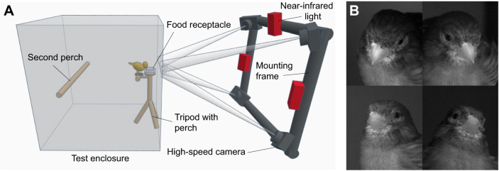 Experimental setup and example of data output. (A) Quadroscopic camera setup used to make the recordings as described by Andries et al. (2023a). (B) Example of a set of frames taken from the recordings of Andries et al. (2023a) of a bird with its beak in closed resting position in between feeding bouts. Image contrast was increased to improve visibility.