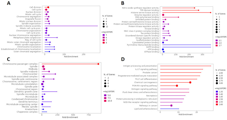 GO and KEGG enrichment analysis of hub targets among genes overlapping calcitriol and anxiety. The GO enrichment analysis obtained 20 main terms related to (A) BP, (B) MF, and (C) CC. (D) The top 20 pathways were obtained by KEGG analysis. Abbreviations: BP, biological process; MF, molecular function; CC, cell composition.