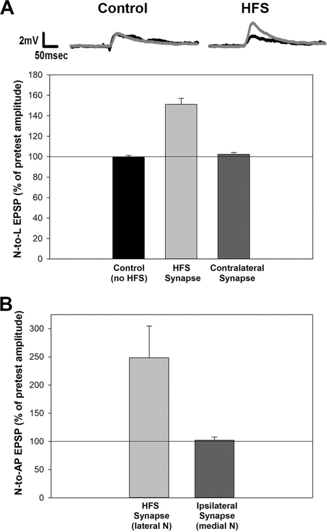 Synapse specificity of LTP in Hirudo nociceptive synapses. (A) HFS elicited substantial potentiation in the N-to-L synapse that underwent LFS (HFS synapse), but no change in EPSP size was observed in the synapse made by the contralateral N cell onto the same postsynaptic target (Contralateral synapse). No change in the N-to-L EPSP was observed in experiments in which the HFS was omitted (Control). (B) In experiments in which both N cells were ipsilateral to each other, HFS of the lateral N cell elicited potentiation in that nociceptor’s synapses, but no potentiation was observed in the synapse made by the ipsilateral N cell (the Nm) onto the same postsynaptic target.