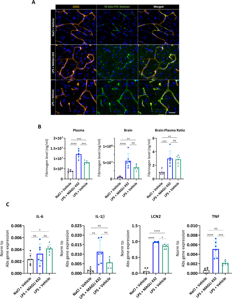MAGLi 432 treatment after LPS challenge does not reduce BBB permeability and inflammatory cytokine expression in the cortex.(A) Immunofluorescence micrographs of 100-μm cortical sections from mice (n = 6) injected with 70-kDa FITC-dextran following LPS challenge and treatment (Fig 3A) stained with an anti-CD31 (PECAM-1) antibody (orange) to label blood vessels and DAPI as a nuclear stain (blue). The experiment revealed no decrease in vascular permeability after exposure to MAGLi 432 compared to the LPS-only group (scale bar = 20 μm). (B) Assessment of vascular permeability by measuring fibrinogen extravasation in plasma and cortical brain lysates (n = 6, normalization to total protein determined with a BCA assay). (C) Relative expression of IL-6, IL-1β, LCN2 and TNF genes assessed by droplet digital qRT-PCR. Gene expression was normalized to absolute gene expression levels per sample. Values represent results from two separate experiments. One-way ANOVA was used to compare the mean of each treatment group with the mean of every other group (n = 6, ns = not significant, *p < 0.1, **p < 0.01, ***p < 0.001, ****p < 0.00001).