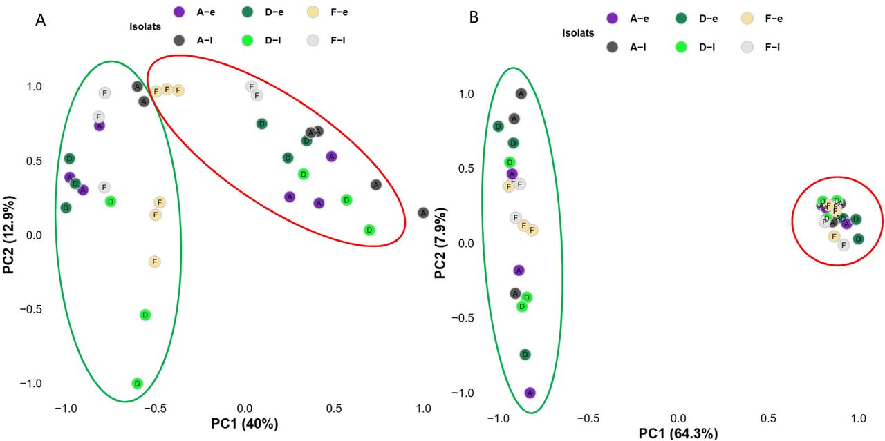 Principal component analysis score plots of the metabolites identified in cell pellets (A) and supernatants (B) of early and late isolates from patients A, D and F grown in TS (circled in green) and HU (circled in red) in three independent experiments.