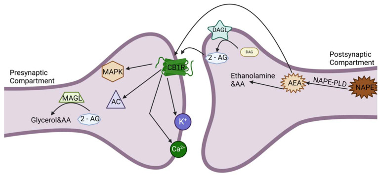 Schematic representation of the endocannabinoid signaling pathway in neurons, highlighting the principal components and their interactions. The two main endocannabinoids, 2-arachidonyl glycerol (2-AG) and anandamide (AEA), are synthesized and released in response to cellular stimuli. 2-AG is produced from diacylglycerol (DAG) through the action of diacylglycerol lipase (DAGL), while AEA is synthesized from N-arachidonoyl phosphatidylethanolamine (NAPE) via N-arachidonoyl phosphatidylethanolamine-phospholipase D (NAPE-PLD). These endocannabinoids activate cannabinoid receptor 1 (CB1), leading to downstream signaling cascades that involve adenyl cyclase (AC) inhibition and MAP kinase (MAPK) pathway activation. The enzymatic breakdown of AEA and 2-AG is mediated by fatty acid amide hydrolase (FAAH) and monoacylglycerol lipase (MAGL), respectively, resulting in the release of arachidonic acid (AA). This complex network of enzymes and receptors regulates key neuronal processes and modulates synaptic transmission.