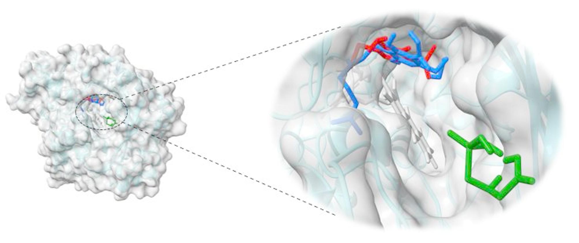 Three-dimensional surface view of THCA synthase and enlarged view of docked ligands CBGA (blue), Metribuzin (red), and Glyphosate (green) at the active channel containing FAD (grey)